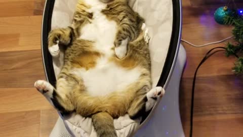 cat relaxes on newborn baby's electronic cradle