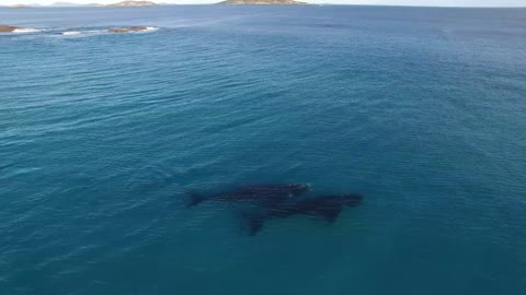 Paddle Boarding with Whales In Esperance Australia