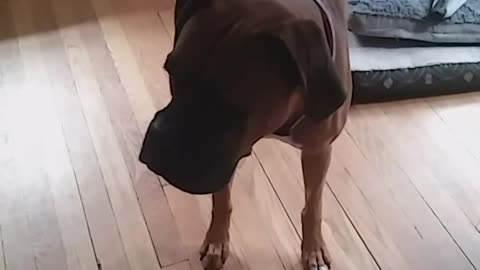 Grumpy dog won't share his tennis ball