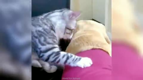 Funny ANIMALS videos😂Funniest CATS😹 and DOGS🐶 2024