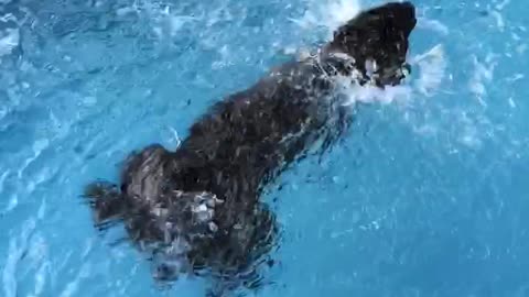 Stan swims in a circle