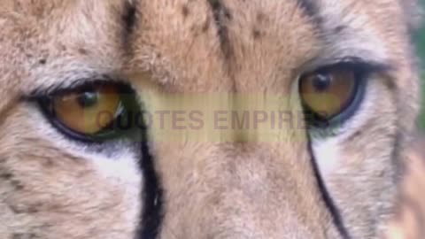 Echoes of the Caspian Tiger A Majestic Legacy.#tiger #Caspian Tiger#wildlife #pet