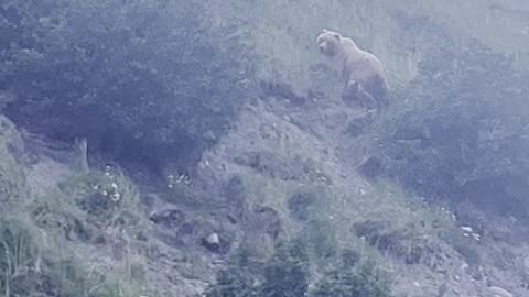 Momma bear with cubs!