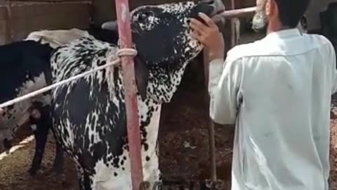 cow treatment