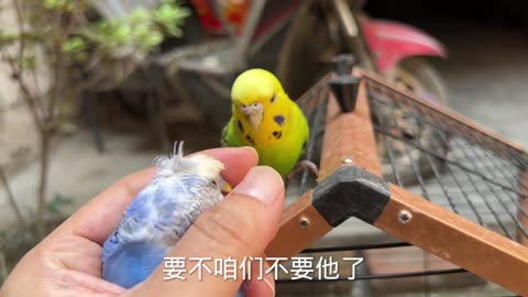 cutes parrot