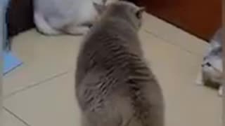 Funny Cats Video