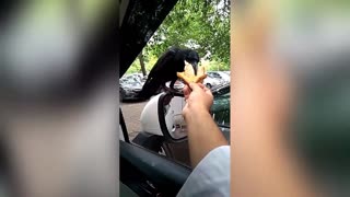 Friendly wild crow allows human to hand-feed it