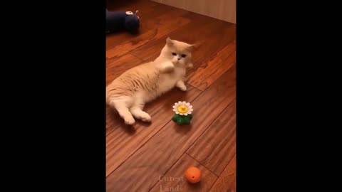 Best cute and funny pets compilation video very cute moments
