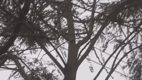 Cat inthe tree viral video 🙀