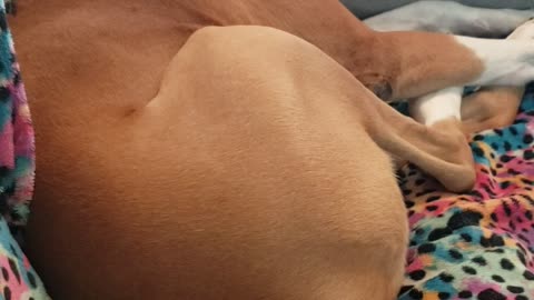 Boxer Snores Shake Jowls