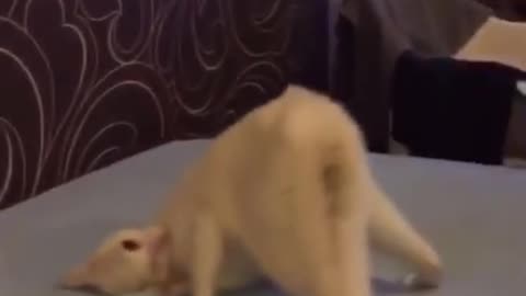 Goofball cat falls right off the bed during playtime try not to laugh funny video 😂