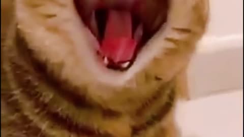 Funny Cat Singing