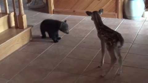 Bear Cub meets fawn for first time