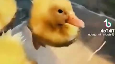 ducklings bathe🦆🦆🦆