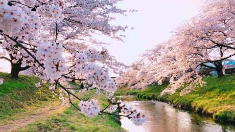 Lovely blossoms tree in Japan