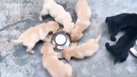 Funny and cutie puppies