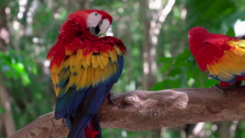 Beautiful wild parrot