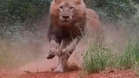 lion video