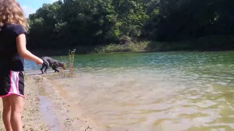 6 month old Great Dane 1st time at the Beach!