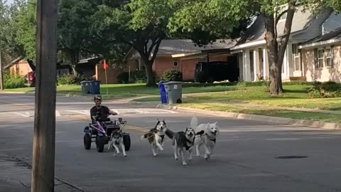 Texas Huskies Love Urban Mushing