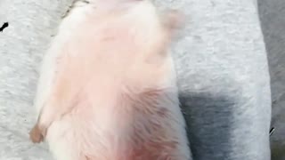 Cute hedgehog eating treats and getting belly rubs!