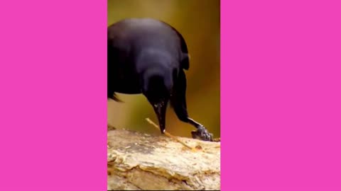 Are Crows Bird People? 🤨 Smart Crow Compilation