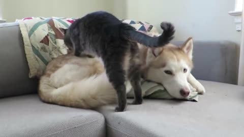 Cat gives this husky a massage before settling down for a nap