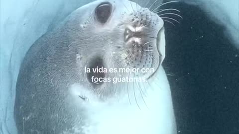 La vida es mejor con focas guatonas