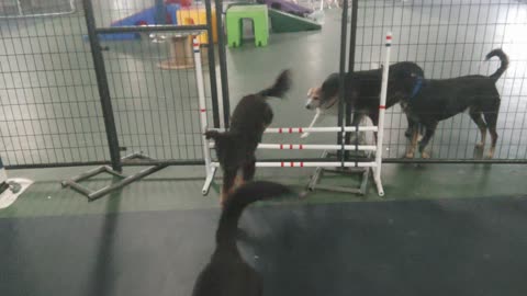 Jumps at The Dog Club!