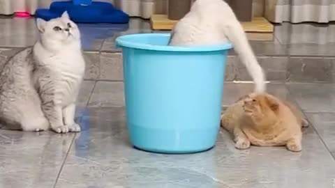 funny cats