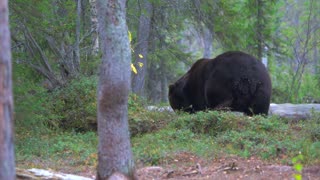 Wild bear near apeacefully voyaging camera !!!