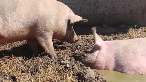Pig gets mad when another tries to join in the mud pit