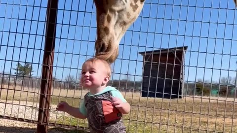 Cute Giraffe Gives Baby Smooches_