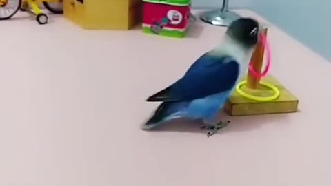 Amazing Parrot Videos _ Cut Baby Parrot 💜