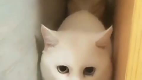 funny cat videos