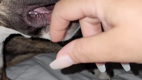 Pup Teething