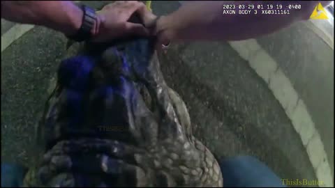Tampa police release body cam of officers wrangling a 9-foot alligator