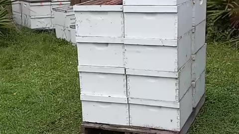 More bees delivered to our little farm in punta gorda
