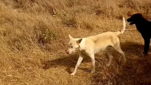 Guard Dogs taken care of sheep safely