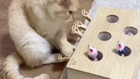 This cat is confused with his new toy 😀 #viral