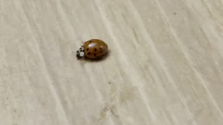 A Ladybug Moment