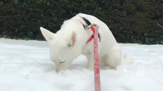 Beautiful wolf dog snow day
