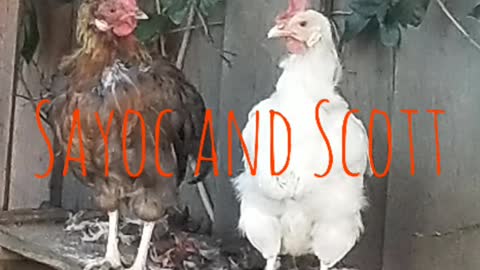 Chickens are Sayoc and Scott!