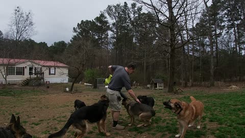 A Leaf Blower and a Pack of Shepherds