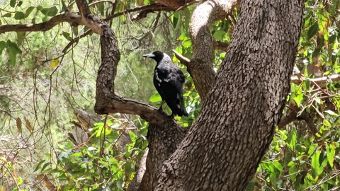 Magpie at Whiteman Park in Western Australia