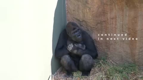 Gorilla's Big Fight❗️| Shabani's Son Shuts His Mind To Dad | What's Wrong With Shabani?