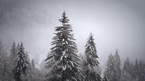 christmas tree, yılbaşı ağacı, karö snow