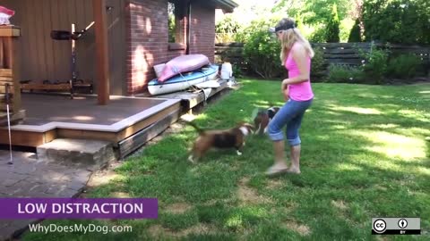 Dog Training Basics : Minimize Distractions