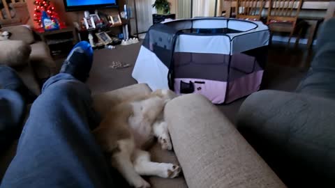 Two pooped corgis