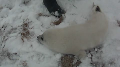 Baby seal squeals